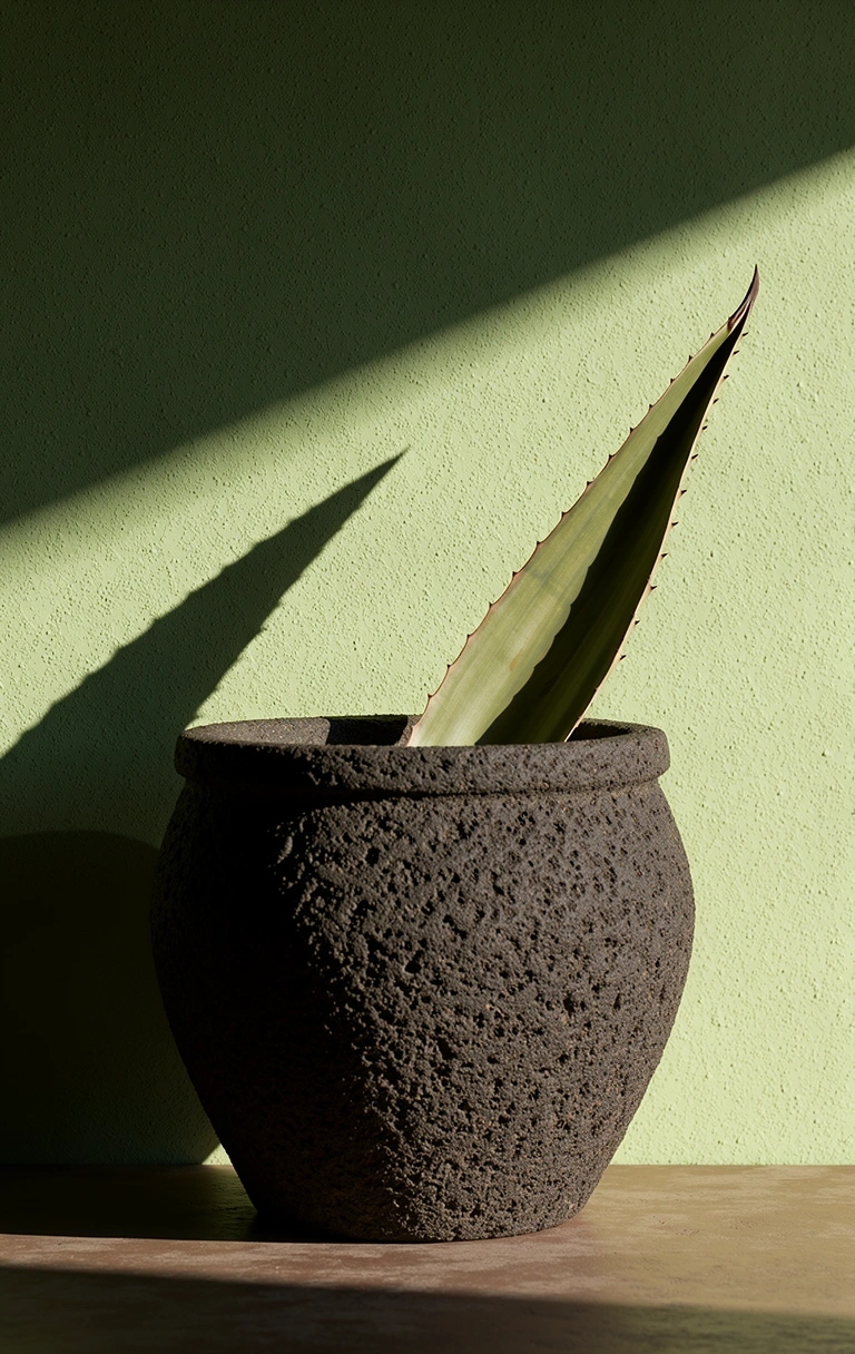 Composición botánica minimalista